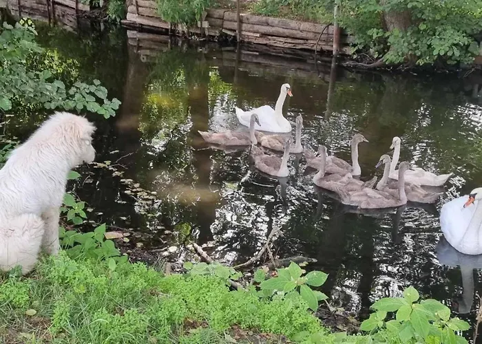 Am Hegensteinbach بيت ضيافة Ravensbruck